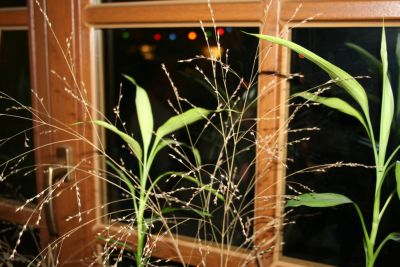 Bilder von unserer Weihnachtsfeier im Sch&uuml;tzenhof