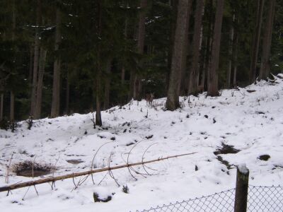 Schwarzwald 2004
